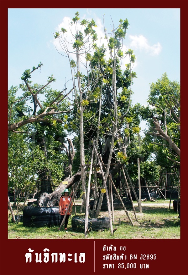ต้นจิกทะเล NO.2895 | สวนเป็นหนึ่งพันธุ์ไม้ - วัฒนา กรุงเทพมหานคร