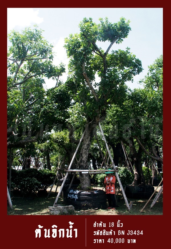 ต้นจิกน้ำ NO.3434 | สวนเป็นหนึ่งพันธุ์ไม้ - วัฒนา กรุงเทพมหานคร