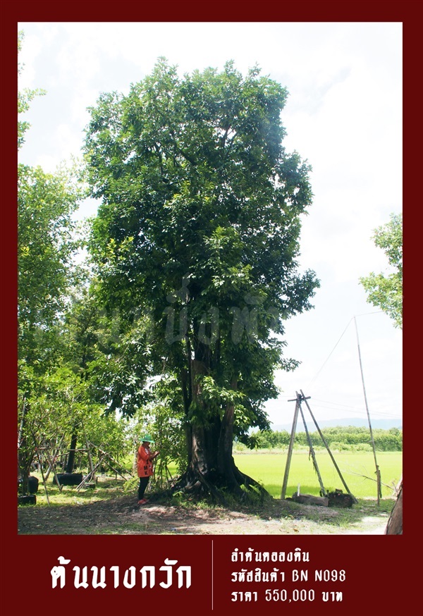 ต้นนางกวัก NO.098 | สวนเป็นหนึ่งพันธุ์ไม้ - วัฒนา กรุงเทพมหานคร