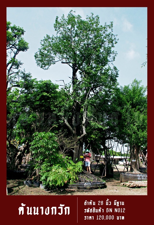 ต้นนางกวัก NO.012 | สวนเป็นหนึ่งพันธุ์ไม้ - วัฒนา กรุงเทพมหานคร