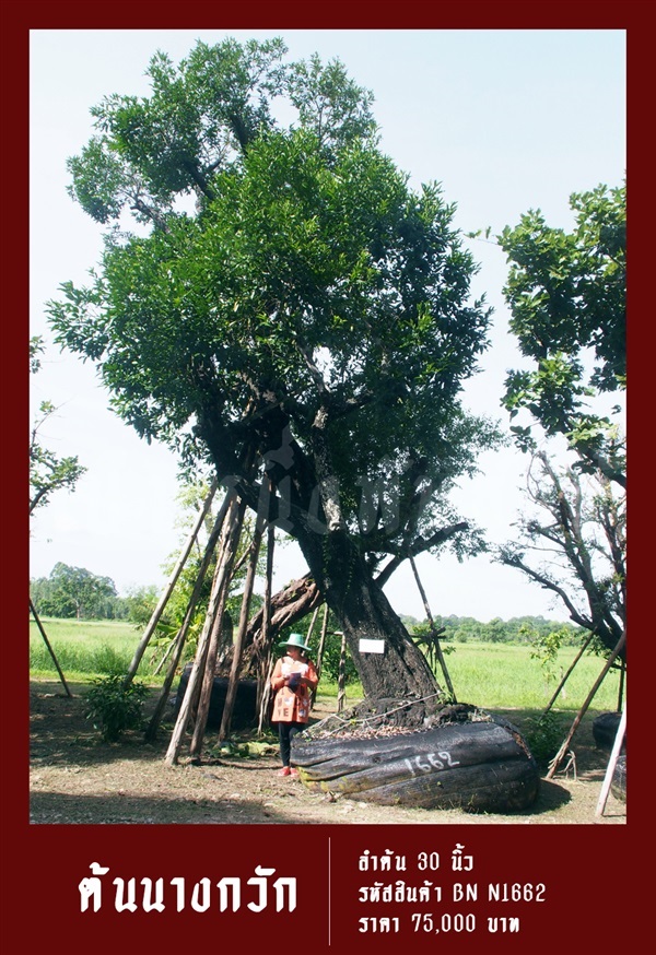 ต้นนางกวัก NO.1662 | สวนเป็นหนึ่งพันธุ์ไม้ - วัฒนา กรุงเทพมหานคร