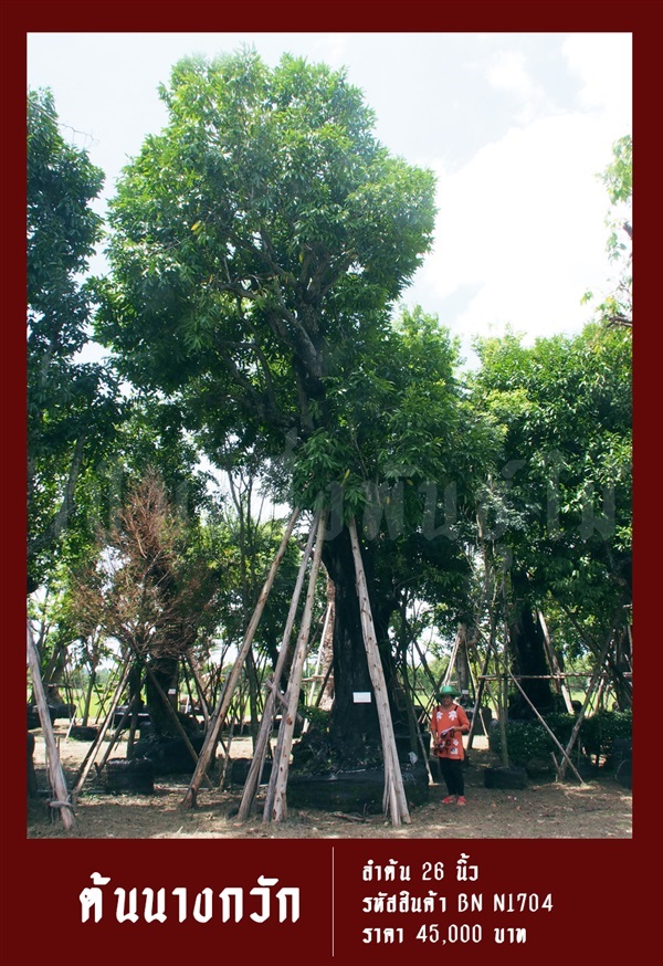 ต้นนางกวัก NO.1704 | สวนเป็นหนึ่งพันธุ์ไม้ - วัฒนา กรุงเทพมหานคร