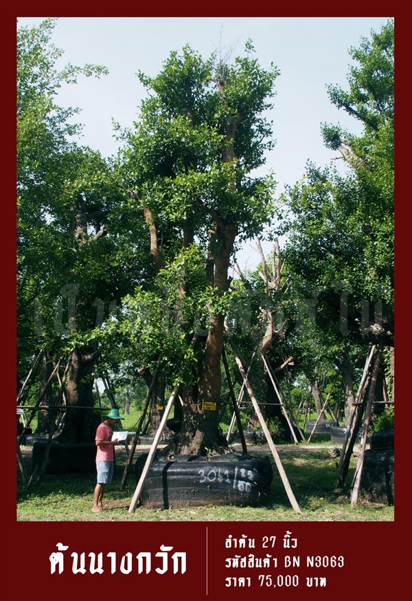 ต้นนางกวัก NO.3063 | สวนเป็นหนึ่งพันธุ์ไม้ - วัฒนา กรุงเทพมหานคร