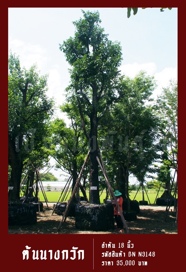 ต้นนางกวัก NO.3148 | สวนเป็นหนึ่งพันธุ์ไม้ - วัฒนา กรุงเทพมหานคร