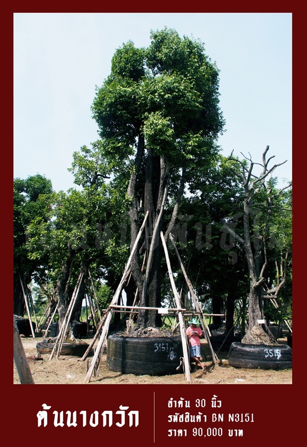 ต้นนางกวัก NO.3151 | สวนเป็นหนึ่งพันธุ์ไม้ - วัฒนา กรุงเทพมหานคร