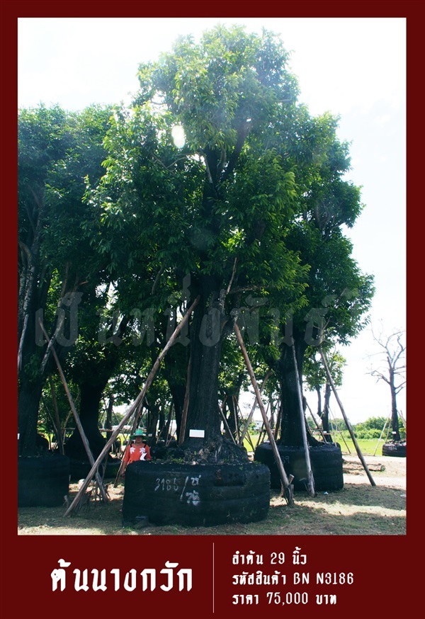 ต้นนางกวัก NO.3186 | สวนเป็นหนึ่งพันธุ์ไม้ - วัฒนา กรุงเทพมหานคร
