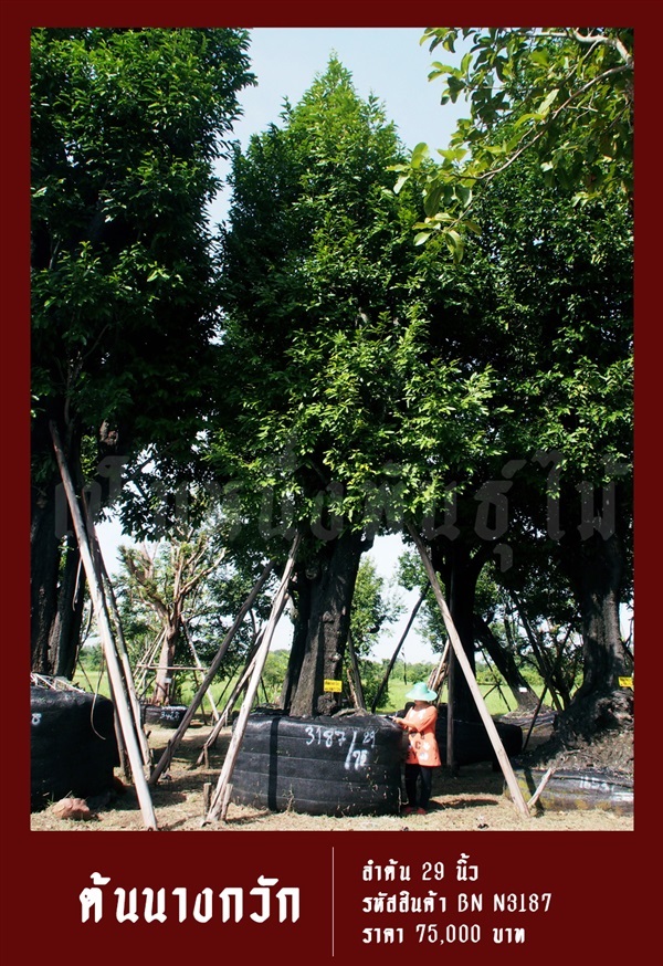 ต้นนางกวัก NO.3187 | สวนเป็นหนึ่งพันธุ์ไม้ - วัฒนา กรุงเทพมหานคร