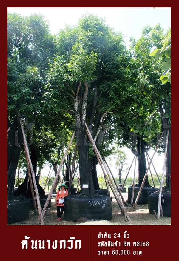 ต้นนางกวัก NO.3188 | สวนเป็นหนึ่งพันธุ์ไม้ - วัฒนา กรุงเทพมหานคร