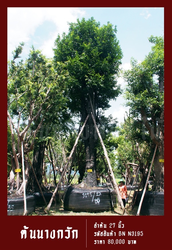ต้นนางกวัก NO.3195 | สวนเป็นหนึ่งพันธุ์ไม้ - วัฒนา กรุงเทพมหานคร