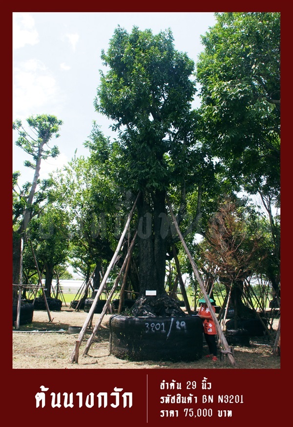 ต้นนางกวัก NO.3201 | สวนเป็นหนึ่งพันธุ์ไม้ - วัฒนา กรุงเทพมหานคร