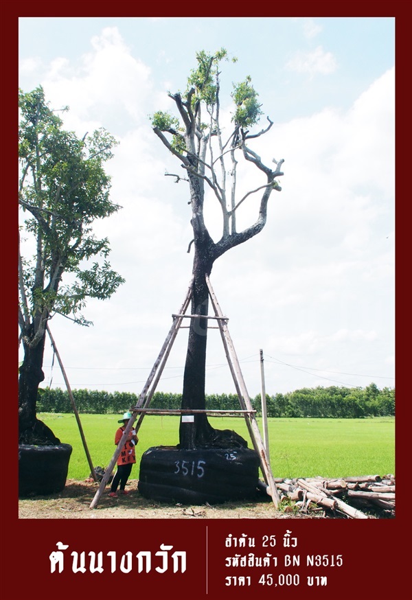 ต้นนางกวัก NO.3515 | สวนเป็นหนึ่งพันธุ์ไม้ - วัฒนา กรุงเทพมหานคร