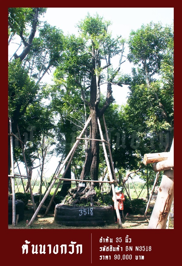 ต้นนางกวัก NO.3518 | สวนเป็นหนึ่งพันธุ์ไม้ - วัฒนา กรุงเทพมหานคร
