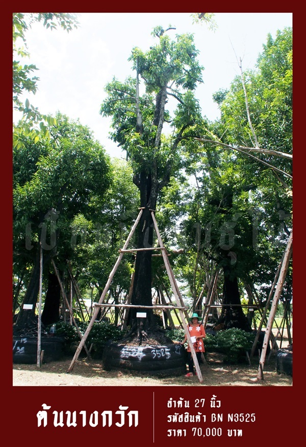 ต้นนางกวัก NO.3525 | สวนเป็นหนึ่งพันธุ์ไม้ - วัฒนา กรุงเทพมหานคร