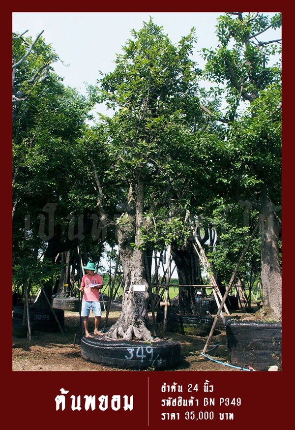 ต้นพยอม NO.349 | สวนเป็นหนึ่งพันธุ์ไม้ - วัฒนา กรุงเทพมหานคร