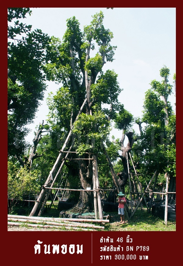 ต้นพยอม NO.789 | สวนเป็นหนึ่งพันธุ์ไม้ - วัฒนา กรุงเทพมหานคร