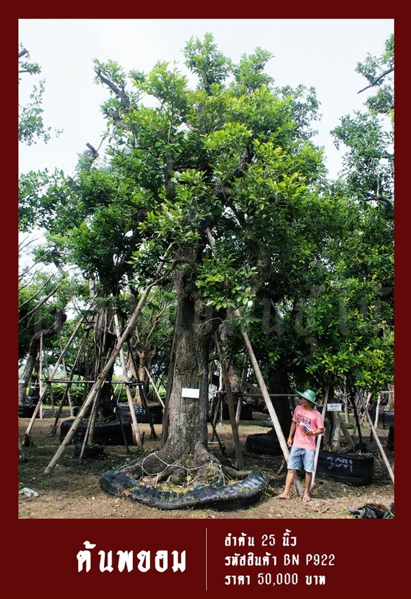 ต้นพยอม NO.922  | สวนเป็นหนึ่งพันธุ์ไม้ - วัฒนา กรุงเทพมหานคร