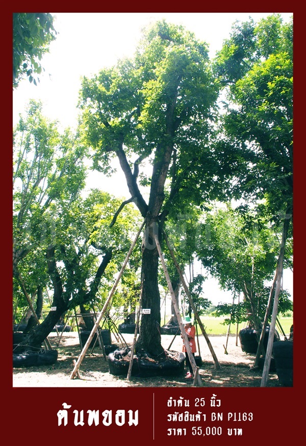 ต้นพยอม NO.1163 | สวนเป็นหนึ่งพันธุ์ไม้ - วัฒนา กรุงเทพมหานคร