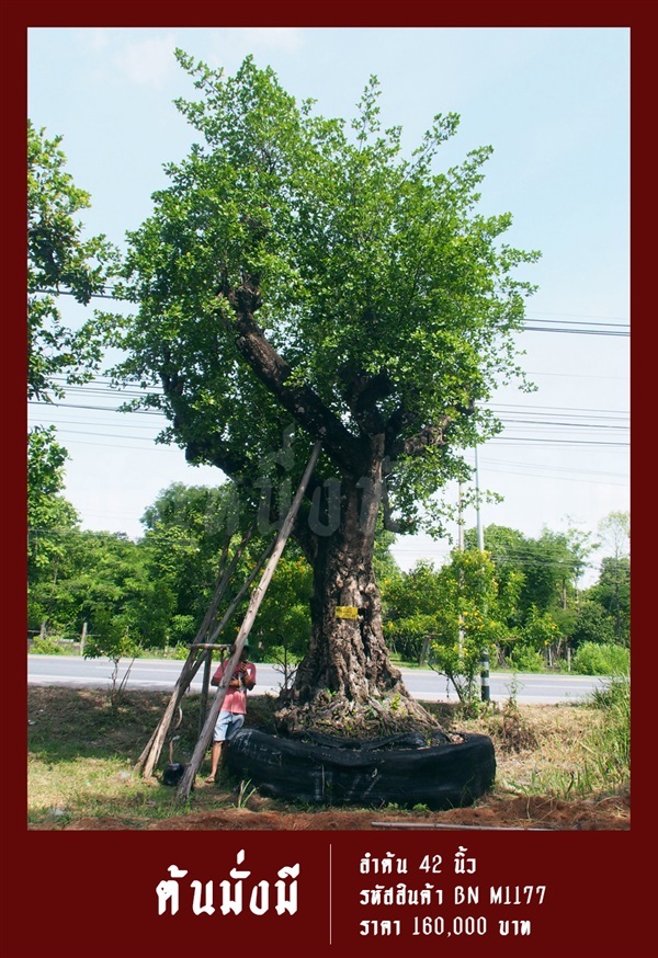 ต้นพยอม NO.1177 | สวนเป็นหนึ่งพันธุ์ไม้ - วัฒนา กรุงเทพมหานคร