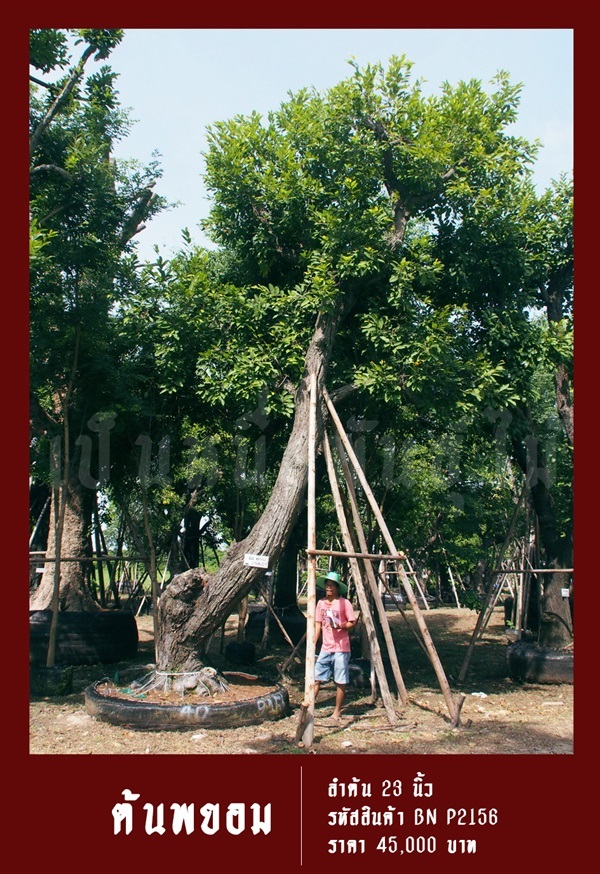 ต้นพยอม NO.2156 | สวนเป็นหนึ่งพันธุ์ไม้ - วัฒนา กรุงเทพมหานคร