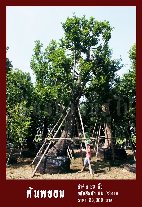 ต้นพยอม NO.3418 | สวนเป็นหนึ่งพันธุ์ไม้ - วัฒนา กรุงเทพมหานคร