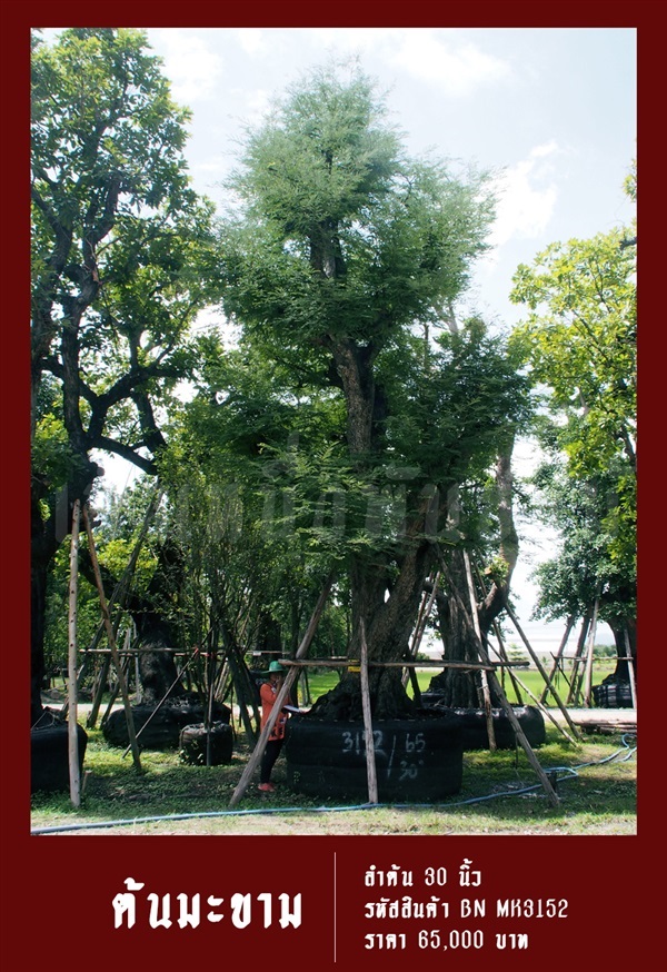 ต้นมะขาม NO.3152 | สวนเป็นหนึ่งพันธุ์ไม้ - วัฒนา กรุงเทพมหานคร