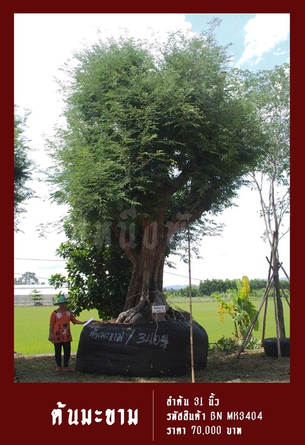 ต้นมะขาม NO.3404 | สวนเป็นหนึ่งพันธุ์ไม้ - วัฒนา กรุงเทพมหานคร