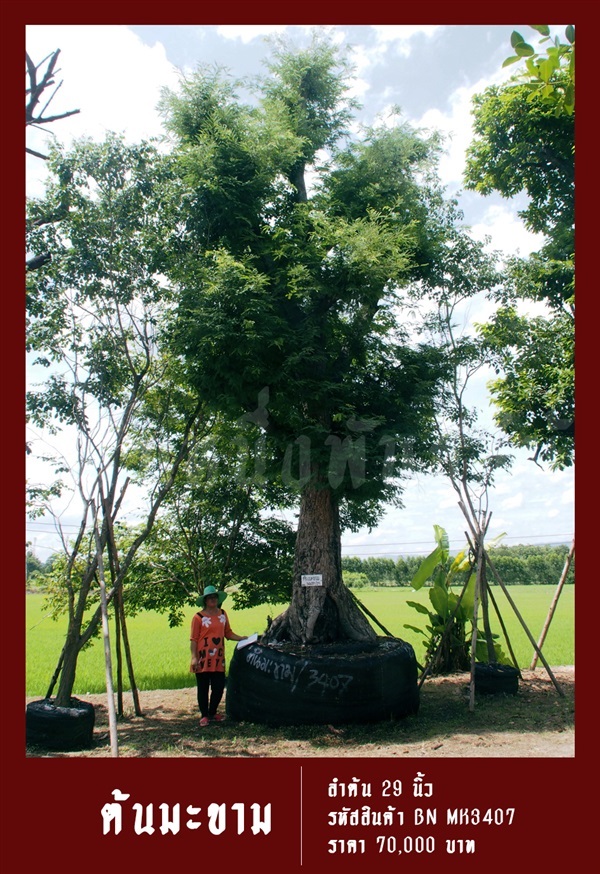 ต้นมะขาม NO.3407 | สวนเป็นหนึ่งพันธุ์ไม้ - วัฒนา กรุงเทพมหานคร