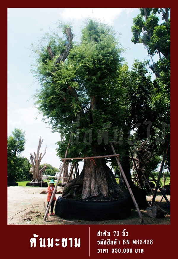 ต้นมะขามโบราณ NO.3438 | สวนเป็นหนึ่งพันธุ์ไม้ - วัฒนา กรุงเทพมหานคร