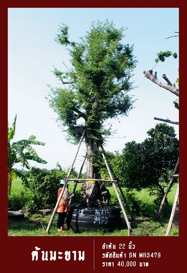 ต้นมะขาม NO.3479 | สวนเป็นหนึ่งพันธุ์ไม้ - วัฒนา กรุงเทพมหานคร