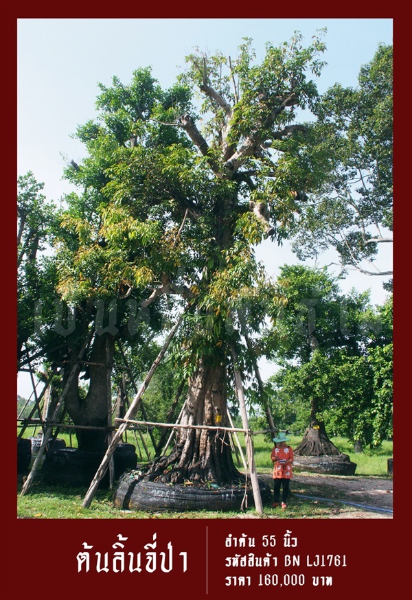 ต้นลิ้นจี่ป่า NO.1761 | สวนเป็นหนึ่งพันธุ์ไม้ - วัฒนา กรุงเทพมหานคร