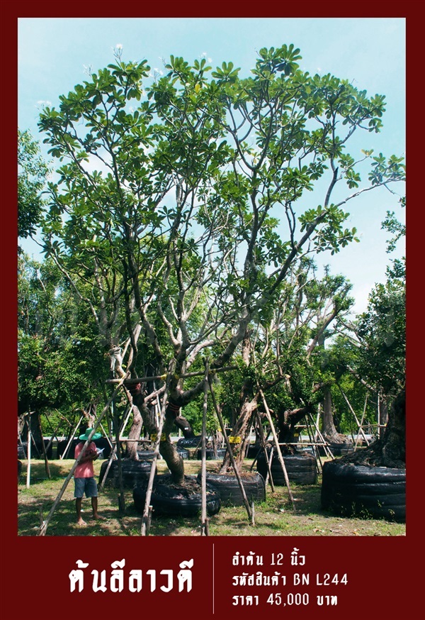 ต้นลีลาวดี NO.244 | สวนเป็นหนึ่งพันธุ์ไม้ - วัฒนา กรุงเทพมหานคร