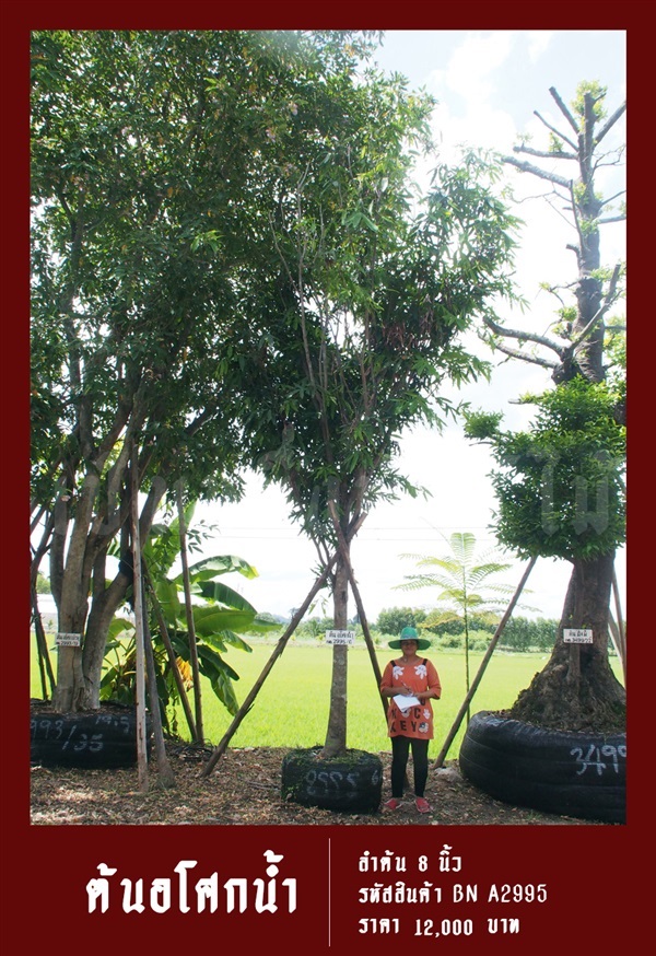 ต้นอโศกน้ำ NO.2995 | สวนเป็นหนึ่งพันธุ์ไม้ - วัฒนา กรุงเทพมหานคร