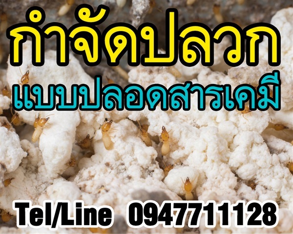 รับกำจัดปลวกแบบปลอดสารเคมี รับประกันตายยกรัง พร้อมดูแลตลอดปี | ฟามสุข - คลองหลวง ปทุมธานี