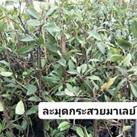 ละมุดกระสวยมาเลย์ | สวนนรัชยา - วัฒนา กรุงเทพมหานคร