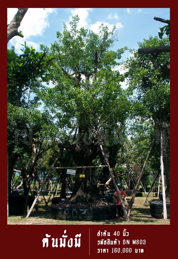 ต้นมั่งมี NO.803 | สวนเป็นหนึ่งพันธุ์ไม้ - วัฒนา กรุงเทพมหานคร