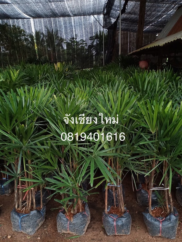ต้นจั๋งเชียงใหม่ | สวนพร้อมพันธุ์ไม้ -  ปราจีนบุรี