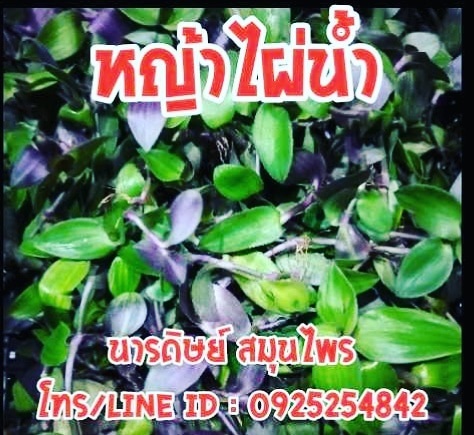 หญ้าไผ่น้ำ #บำรุงไต | นารดิษย์ สมุนไพร - คลองสามวา กรุงเทพมหานคร