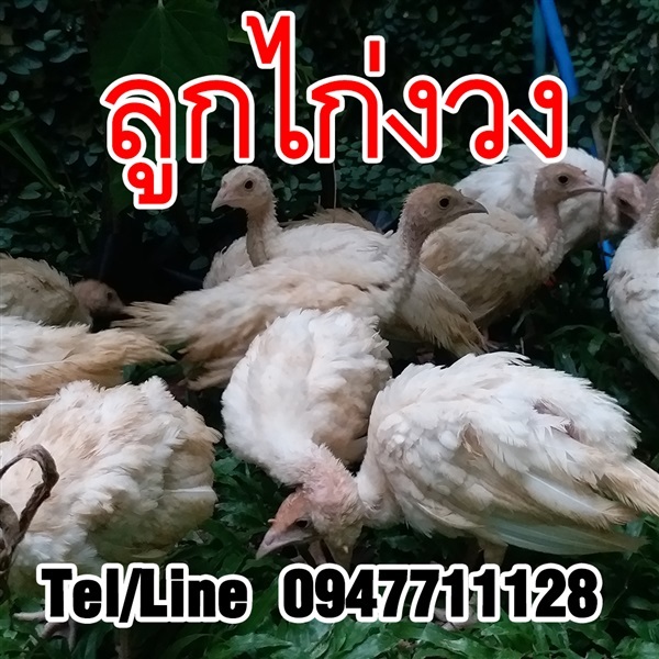 ขายลูกไก่งวง ราคาถูก จัดส่งทั่วประเทศ