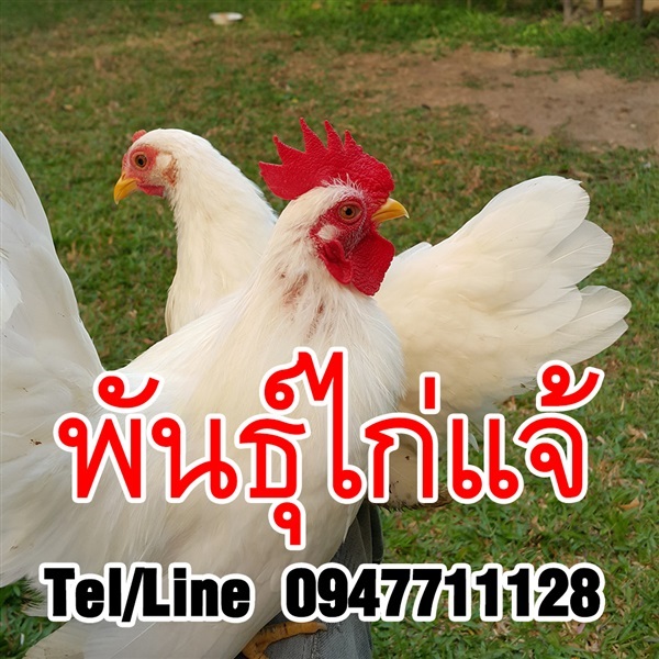 ขายพันธุ์ไก่แจ้ หลากสายพันธุ์ จัดส่งทั่วประเทศ