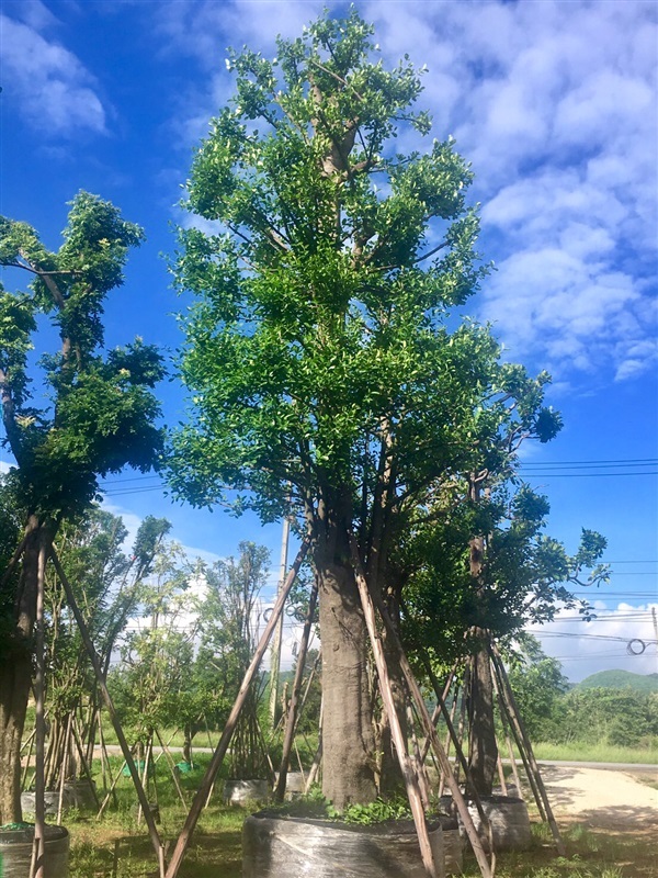 ต้นมั่งมี | สวนพี&เอ็มเจริญทรัพย์พันธ์ุไม้ - แก่งคอย สระบุรี