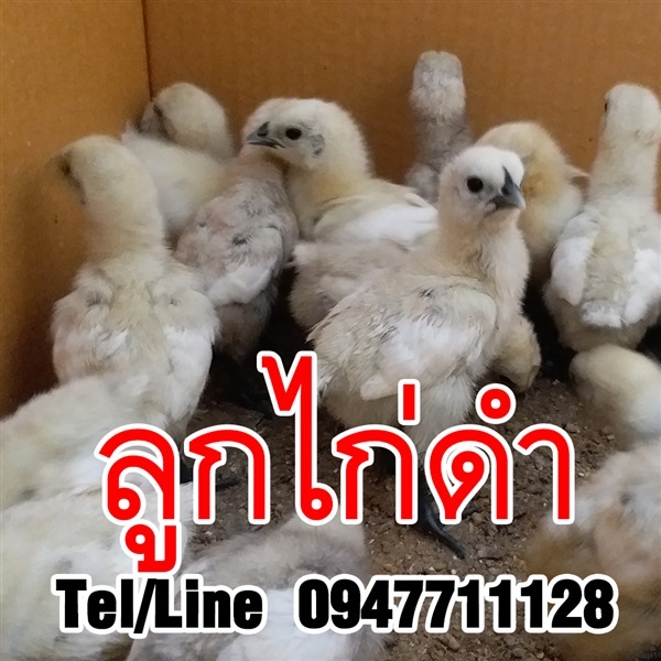 ขายพันธุ์ไก่ดำ เคยูภูพาน ราคาถูก จัดส่งทั่วประเทศ