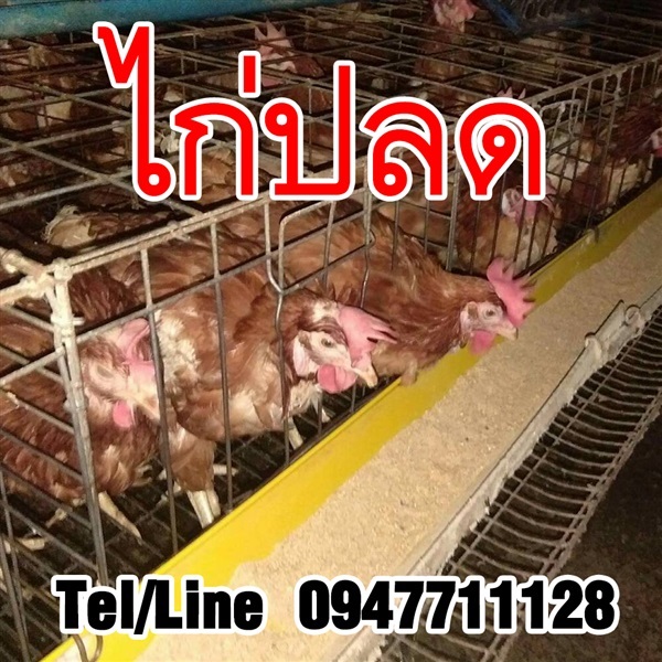 ขายไก่ปลดระวาง ขายส่ง จัดส่งทั่วประเทศ