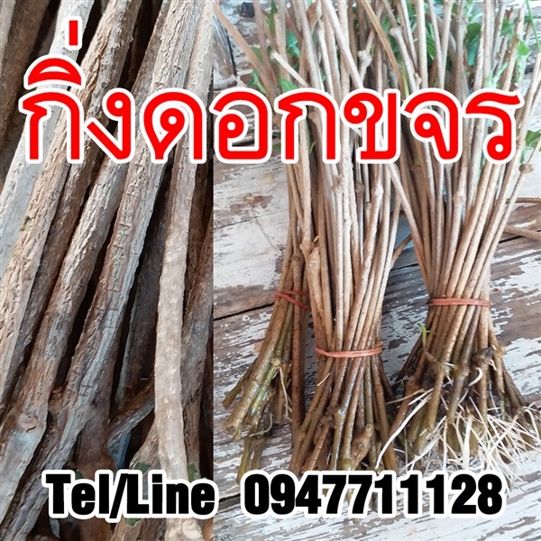 ขายกิ่งดอกขจรสารพันธุ์เกษตร ราคาถูก จัดส่งทั่วประเทศ | ฟามสุข - คลองหลวง ปทุมธานี