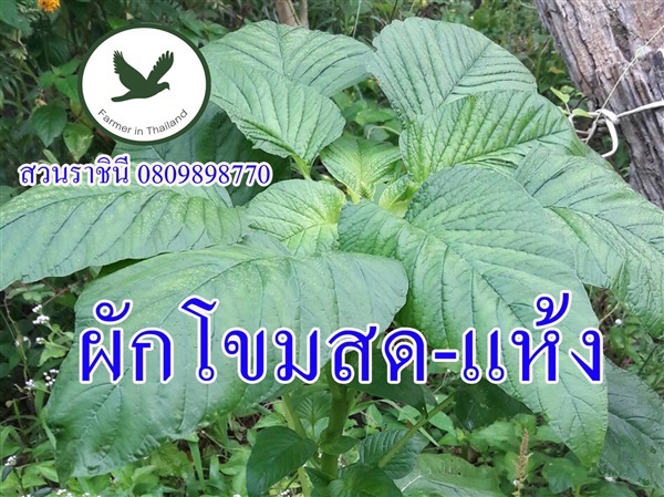 ผักโขมสด-แห้ง/ปลีก-ส่ง