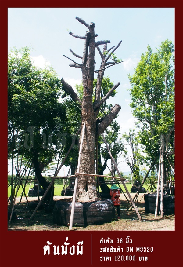 ต้นมั่งมี NO.3520 | สวนเป็นหนึ่งพันธุ์ไม้ - วัฒนา กรุงเทพมหานคร