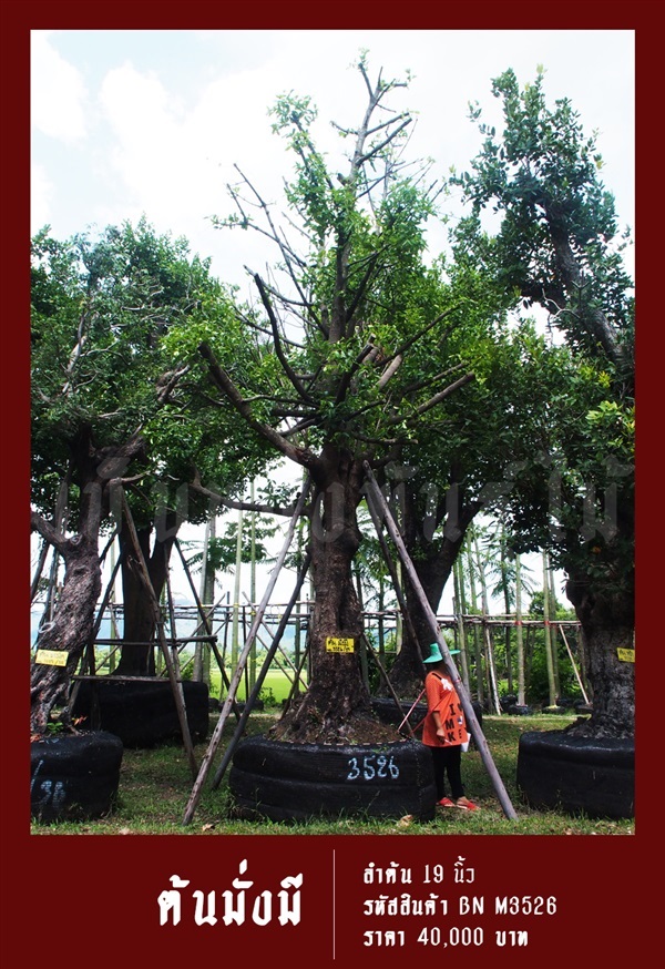 ต้นมั่งมี NO.3526 | สวนเป็นหนึ่งพันธุ์ไม้ - วัฒนา กรุงเทพมหานคร