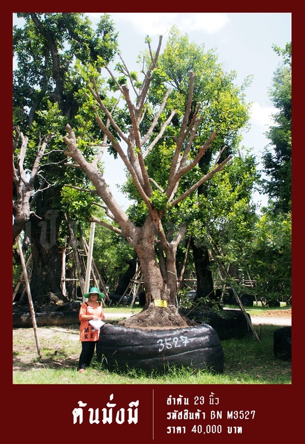 ต้นมั่งมี NO.3527 | สวนเป็นหนึ่งพันธุ์ไม้ - วัฒนา กรุงเทพมหานคร