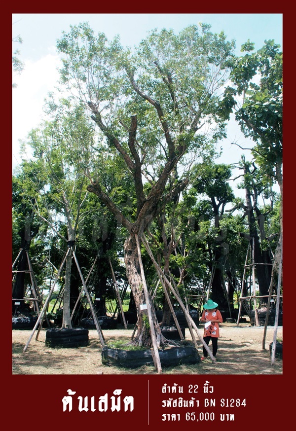 ต้นเสม็ด NO.1284 | สวนเป็นหนึ่งพันธุ์ไม้ - วัฒนา กรุงเทพมหานคร