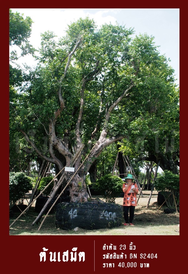 ต้นเสม็ด NO.2404 | สวนเป็นหนึ่งพันธุ์ไม้ - วัฒนา กรุงเทพมหานคร