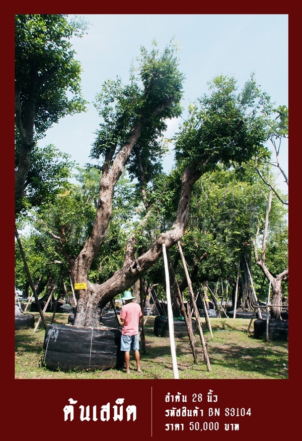 ต้นเสม็ด NO.3104 | สวนเป็นหนึ่งพันธุ์ไม้ - วัฒนา กรุงเทพมหานคร